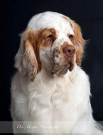 Clumber Spaniel Our Dogs