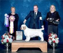 Clumber Spaniel Our Dogs