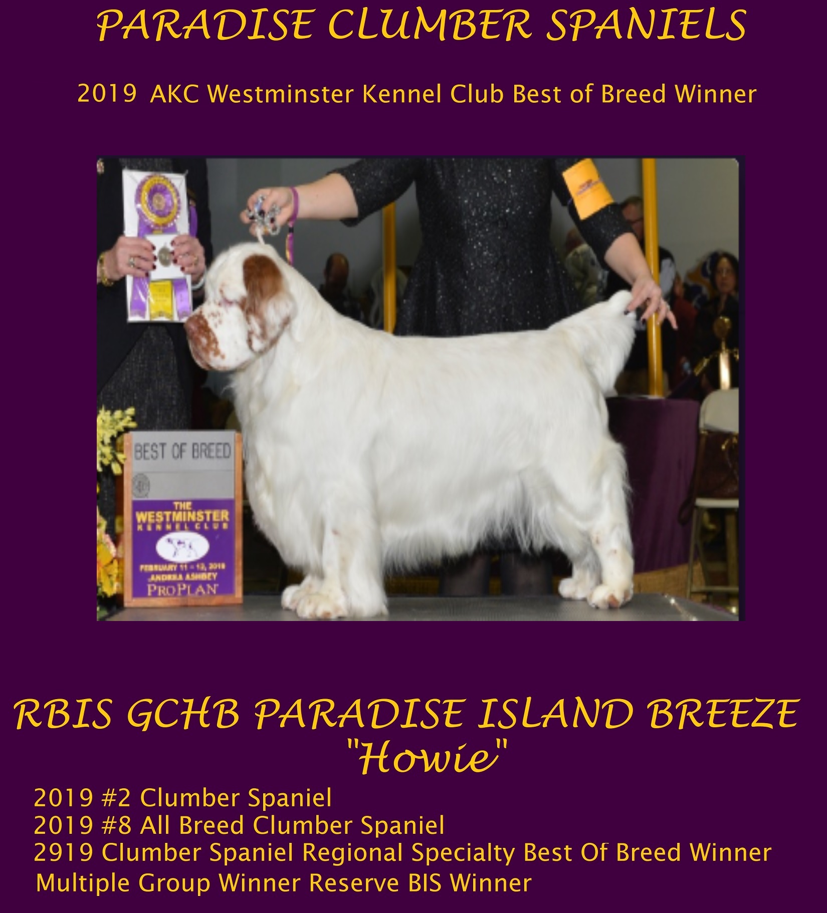 2019 AKC Westminister Best-Of-Breed